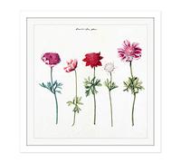 Artery8 Five Studies Of Anemones Pretty Flowers Drawing Square Wooden Framed Wall Art Print Picture 16X16 Inch