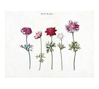 Artery8 Five Studies Of Anemones Pretty Flowers Drawing Unframed Wall Art Print Poster Home Decor Premium