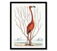 Artery8 Flamingo Bird Vintage Illustration Catesby Framed Wall Art Print A3