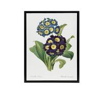Artery8 Floral Primula Auricula Redoute Vintage Black Framed Canvas Wall Art in White | Size: W24" x H32" Artery8 White W24" x H32"