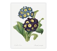 Artery8 Floral Primula Auricula Redoute Vintage Wall Art Print Poster in White | Size: W18" x H24" Artery8 White W18" x H24"