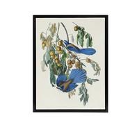 Artery8 Florida Jay & Persimmon Tree Audubon Nature Framed Canvas Wall Art in White | Size: W12" x H16" Artery8 White W12" x H16"