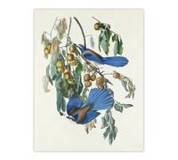 Artery8 Florida Jay & Persimmon Tree Audubon Nature Wall Art Print Poster in White | Size: W18" x H24" Artery8 White W18" x H24"