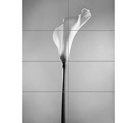 Artery8 Flower Black And White Calla Lily XL Giant Panel Poster (8 Sections)
