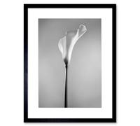 Wee Blue Coo Flower Black And White Calla Lily Art Print Framed Poster Wall Decor 12x16 inch