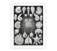Artery8 Forams Vintage Illustration XL Extra Large Wall Art Poster Print 24X32 Artwork By Haeckel : Microscopic Marine Form Artwork Suited For Study Or Hallway Adding Intricate Symmetry And Calm Tone