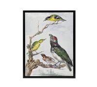 Artery8 Four Different Birds on a Branch Schouman Framed Canvas Wall Art Print | Size: W18" x H24" Artery8 Multicolor W18" x H24"