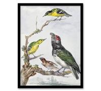 Artery8 Four Different Birds on a Branch Schouman Framed Wall Art Print | Size: A4 Artery8 Multicolor A4