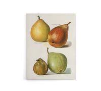 Artery8 Four Pear Varieties Vintage Illustration Wright Canvas Wall Art Print in White | Size: W12" x H16" Artery8 White W12" x H16"