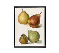 Artery8 Four Pear Varieties Vintage Illustration Wright Framed Canvas Wall Art in White | Size: W24" x H32" Artery8 White W24" x H32"
