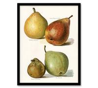 Artery8 Four Pear Varieties Vintage Illustration By John Wright Framed Wall Art Print 12X16 : Juicy pear cluster shown in vintage style, tasteful match for country kitchen interior