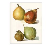 Artery8 Four Pear Varieties Vintage Illustration Wright Wall Art Poster Print in White | Size: W24" x H32" Artery8 White W24" x H32"