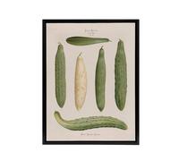Artery8 Frame Cucumbers Kitchen Decor Ernst Benary Framed Canvas Wall Art in White | Size: W18" x H24" Artery8 White W18" x H24"