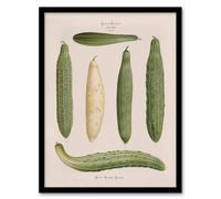 Artery8 Frame Cucumbers Kitchen Decor Ernst Benary Framed Wall Art Print in White | Size: A4 Artery8 White A4