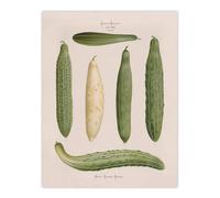 Artery8 Frame Cucumbers Kitchen Decor Ernst Benary Wall Art Poster Print in White | Size: W18" x H24" Artery8 White W18" x H24"