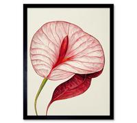 Artery8 Framed Wall Art Single Red Laceleaf Flower Anthurium - 12X16 Inch