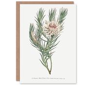 Artery8 Francis Sansom Dagger Leaf Sugarbush Flower Bloom Art Greeting Card in White Artery8 White