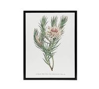 Artery8 Francis Sansom Dagger Leaf Sugarbush Flower Bloom Framed Canvas Art in White | Size: W24" x H32" Artery8 White W24" x H32"