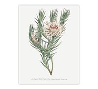 Artery8 Francis Sansom Dagger Leaf Sugarbush Flower Bloom Wall Art Print in White | Size: W24" x H32" Artery8 White W24" x H32"