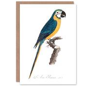 Artery8 Francois Levaillant Art Card Blue and Yellow Macaw Parrot