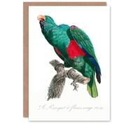 Artery8 Francois Levaillant Art Card Eclectus Roratus Parrot
