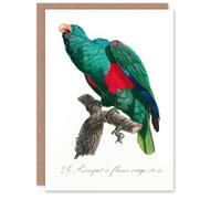 Artery8 Francois Levaillant Art Card Eclectus Roratus Parrot