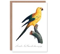 Artery8 Francois Levaillant Art Card Female Sun Parakeet Bird