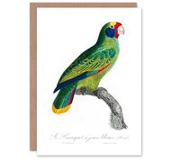Artery8 Francois Levaillant Art Card Red And Blue Amazon Parrot