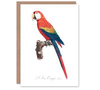 Artery8 Francois Levaillant Art Card Scarlet Macaw Parrot