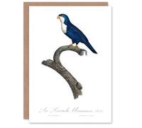 Artery8 Francois Levaillant Art Card The Arimanon Parakeet Parrot