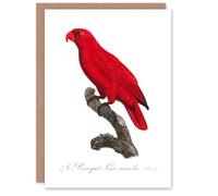 Artery8 Francois Levaillant Art Card The Cardinal Lory Parrot