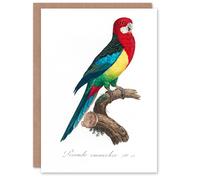 Artery8 Francois Levaillant Art Card The Eastern Rosella Parrot