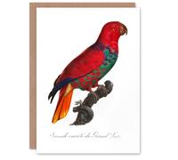 Artery8 Francois Levaillant Art Card The Eclectus Parrot