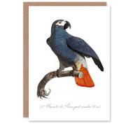 Artery8 Francois Levaillant Art Card The Grey Parrot Illustration