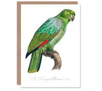 Artery8 Francois Levaillant Art Card The Southern Mealy Amazon Parrot