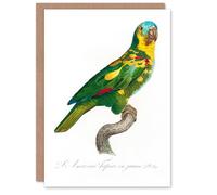 Artery8 Francois Levaillant Art Card The Turquoise Fronted Amazon Parrot