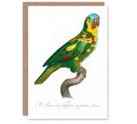 Artery8 Francois Levaillant Art Card The Turquoise Fronted Amazon Parrot