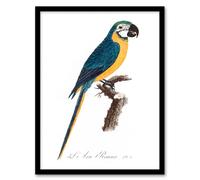 Artery8 Francois Levaillant Framed Wall Art Blue & Yellow Macaw Parrot in White | Size: A3 Artery8 White A3