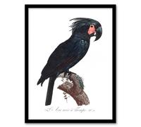 Artery8 Francois Levaillant Framed Wall Art Print Black Palm Cockatoo Parrot in White | Size: A4 Artery8 White A4