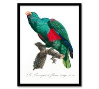 Artery8 Francois Levaillant Framed Wall Art Print Eclectus Roratus Parrot in White | Size: A3 Artery8 White A3