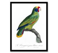Artery8 Francois Levaillant Framed Wall Art Print Red And Blue Parrot - A3 Size
