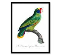 Artery8 Francois Levaillant Framed Wall Art Print Red & Blue Amazon Parrot in White | Size: A4 Artery8 White A4