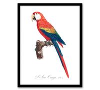 Artery8 Francois Levaillant Framed Wall Art Print Scarlet Macaw Parrot in White | Size: A4 Artery8 White A4