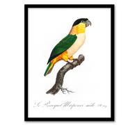 Artery8 Francois Levaillant Framed Wall Art Print The Black Headed Parrot in White | Size: A4 Artery8 White A4