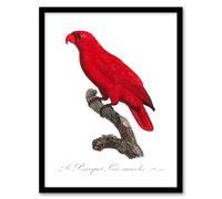Artery8 Francois Levaillant Framed Wall Art Print The Cardinal Lory Parrot in White | Size: A4 Artery8 White A4