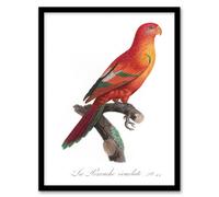 Artery8 Francois Levaillant Framed Wall Art Print The Crimson Shining Parrot - A3 Size