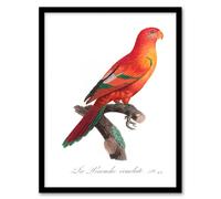 Artery8 Francois Levaillant Framed Wall Art Print The Crimson Shining Parrot in White | Size: A3 Artery8 White A3