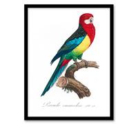 Artery8 Francois Levaillant Framed Wall Art Print The Eastern Rosella Parrot in White | Size: A3 Artery8 White A3