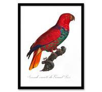 Artery8 Francois Levaillant Framed Wall Art Print The Eclectus Parrot in White | Size: A4 Artery8 White A4