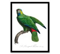 Artery8 Francois Levaillant Framed Wall Art Print The Festive Amazon Parrot in White | Size: A3 Artery8 White A3